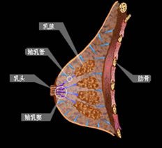 乳腺炎怎么引起的？