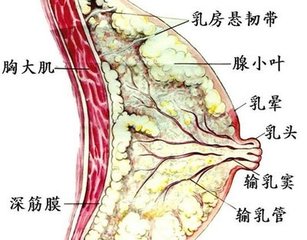 乳腺炎的早期症状是什么? 