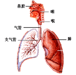 支气管炎的症状你了解吗?