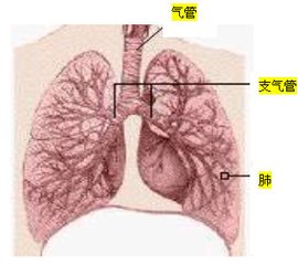 支气管炎的三个发展阶段是哪些?