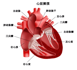 心肌梗死的临床症状有哪些？