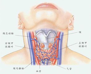 甲亢都由哪些原因导致的呢?